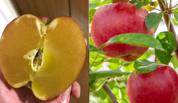 Honey Apple: The most expensive apple in the world 