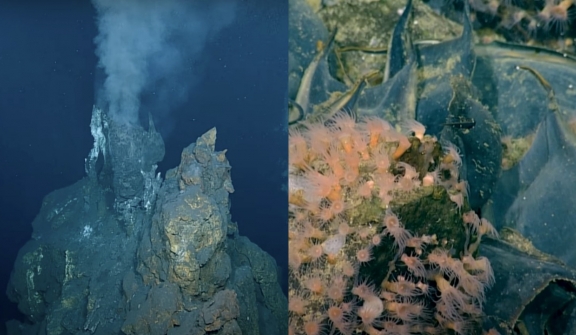 Scientists discovered active prehistoric volcano covered in huge eggs, spouting warm water to raise marine creatures