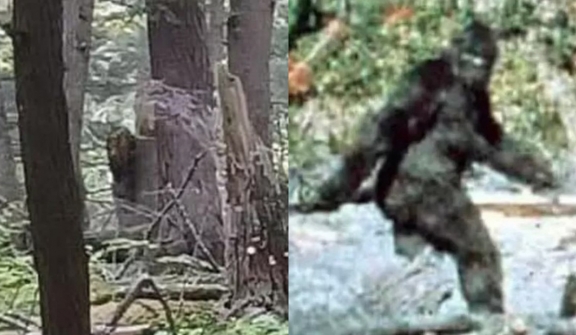 Camera captured Bigfoot peering around tree sparks intense debate over its authenticity