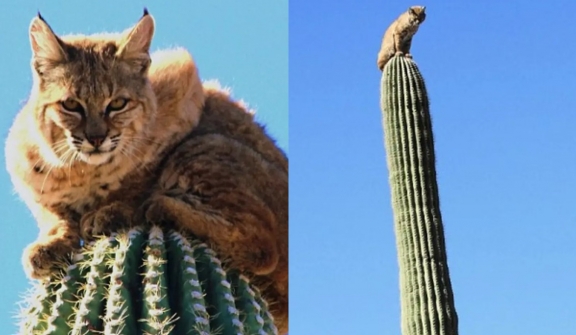 Bobcat climbs on top of 40-foot tall cactus for hiding after being chased by mountain lion