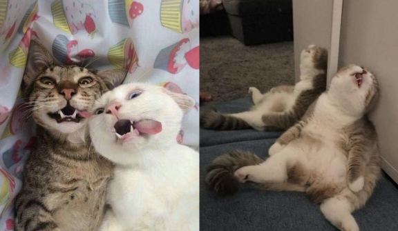 Top 20 most hilarious 'Cat Memes' help you get through hard times