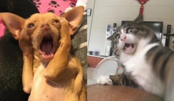 10+ funny moments of pets' surprised expressions make you laugh out loud