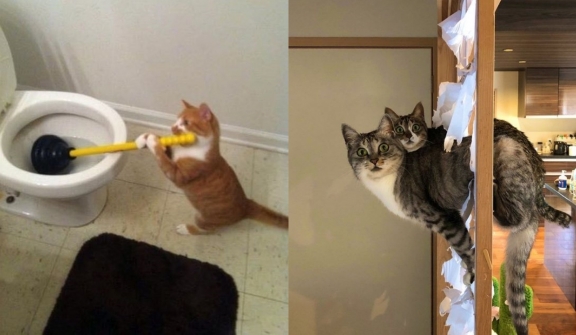 15+ crazy cats break down your rules