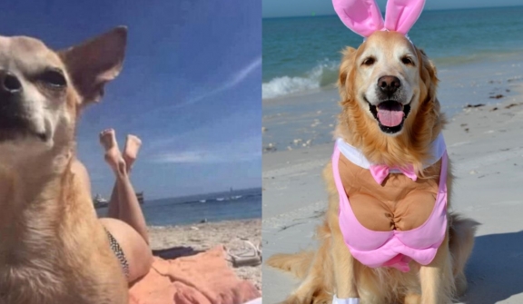 13+ images of pets wearing bikini that make you go 