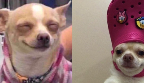 10+ funniest dog memes that make you laugh uncontrollably