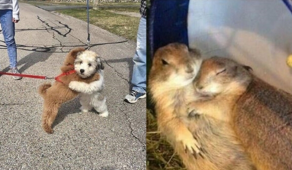 12+ wholesome animal images went viral that can appease your soul