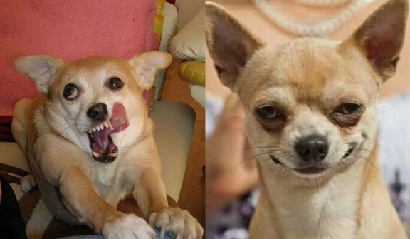 13+ pics of funny dogs that will make you roll on the floor laughing