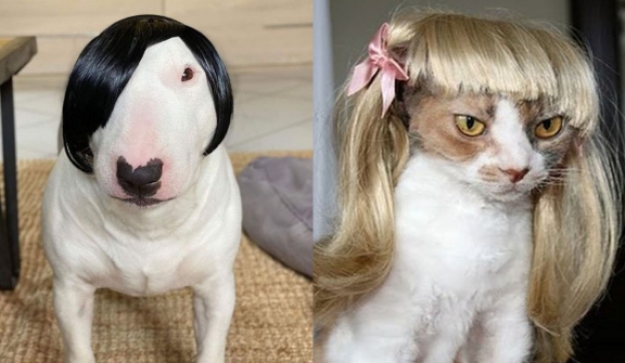 15+ funniest photos of pets wearing human hair that will make you hold your belly