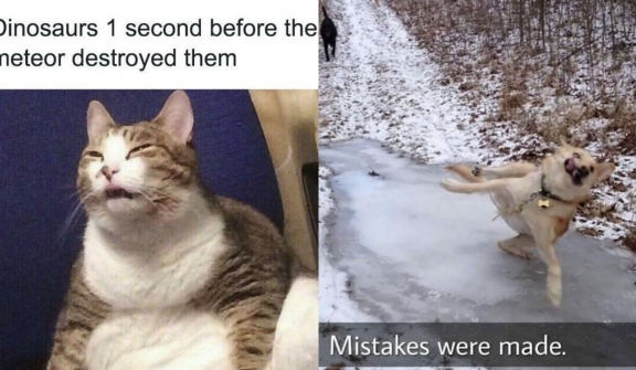 15+ perfect animal photos that can be ideal memes for you