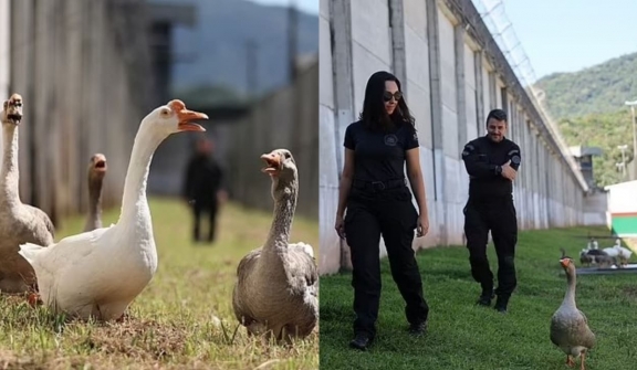 Geese hired as monitors in prison, who honk at inmates trying to escape