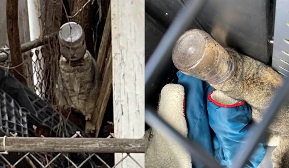 Heartbreaking moment: Poor cat with jar trapped on head was spotted walking around town