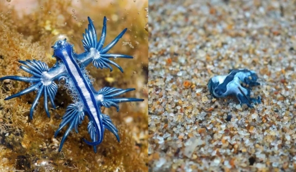 Numerous highly venomous deep-sea creatures washed up on a beach