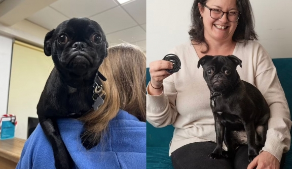 Family stunned after spotting their pug swallowing more than 50 hair bands