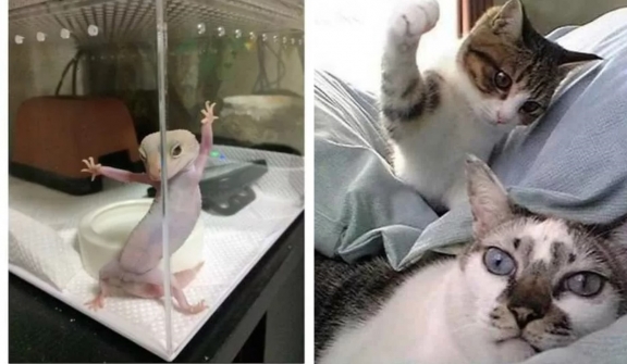 14+ silliest animal memes will make you laugh till you cry
