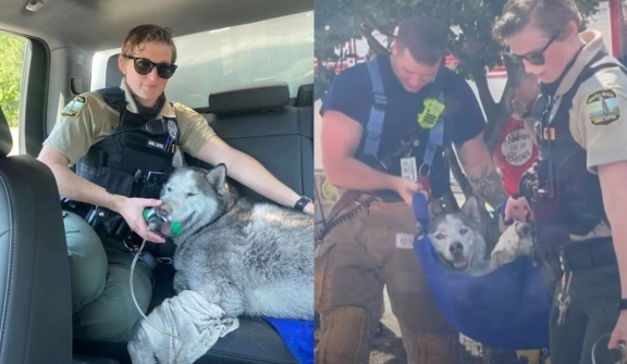 Heroic firefighter rescue fainted Husky stuck on 15th floor of burning building