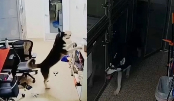 Hungry Husky escapes from kennel, invites fellows for a midnight snack