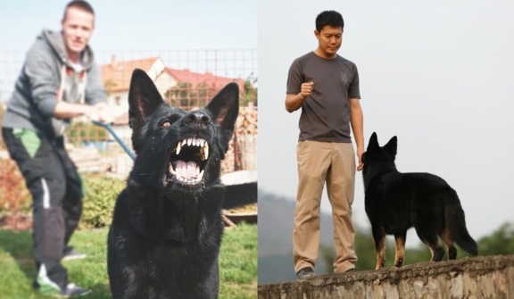 Why do dogs choose to bark at certain individuals and remain silent with others