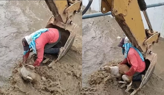 Dog trapped in canal was rescued by construction workers using an excavator