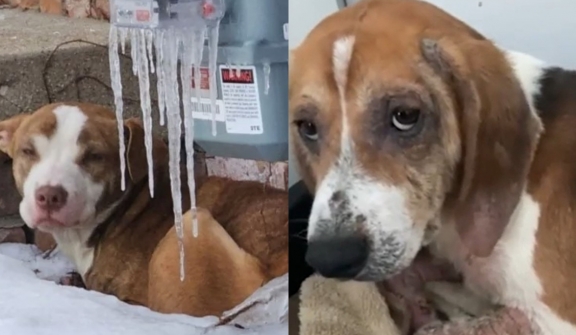 8-month-old dog was found desperately lying on snow amid an arctic storm