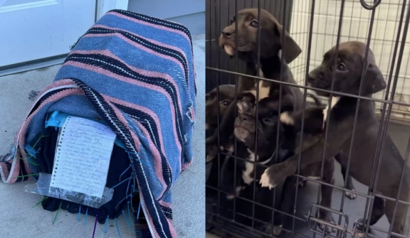 Animal Shelter suddenly discovered small box full of puppies attached with heartwarming letter