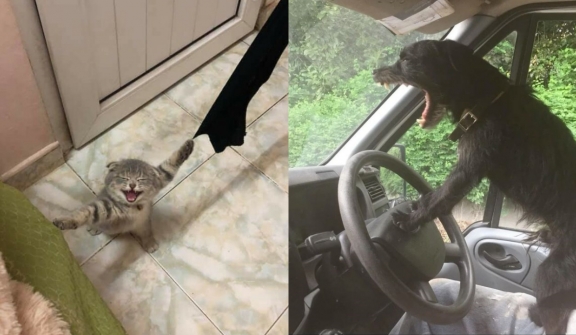 15+ moments animals fall into desperation will make you laugh out loud