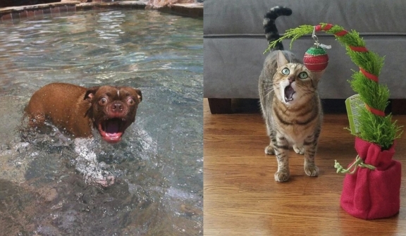 15+ hilarious animal faces when they enjoy something for the first time