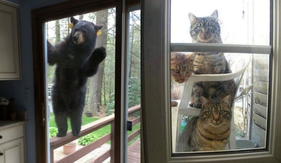 15+ animals suddenly appear at humans' doors, saying 'Hi' that leaves people startled