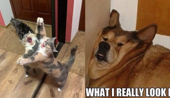 15+ funny memes that prove animals can be as hilarious as humans