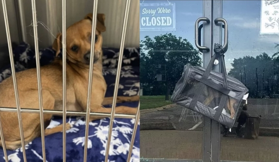 Chihuahua spotted in bag that placed at pet adoption center's doors