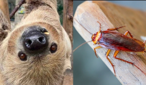 Zoo leaves visitors fascinated by allowing them to name a cockroach after their ex