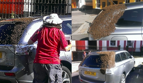 20,000 bees follow grandmother's car for two days to rescue trapped queen