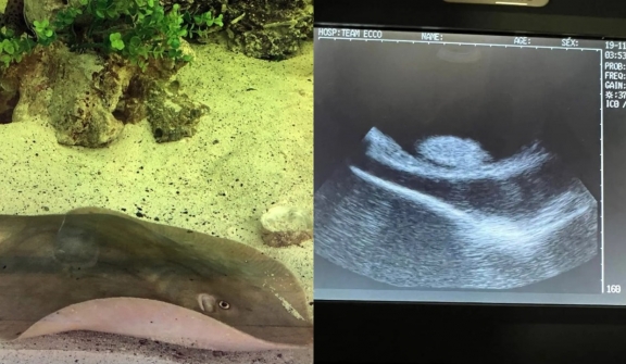 Stingray mysteriously get pregnant without partner leaving scientists confused