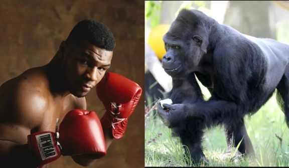 Former heavyweight boxing champion offered $10,000 to be allowed to fight silverback gorilla