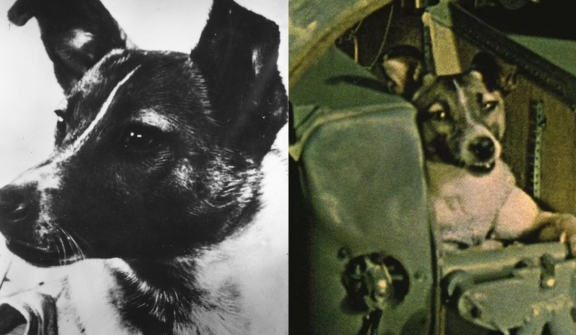 Unraveling mystery fate of world's first dog launched into space