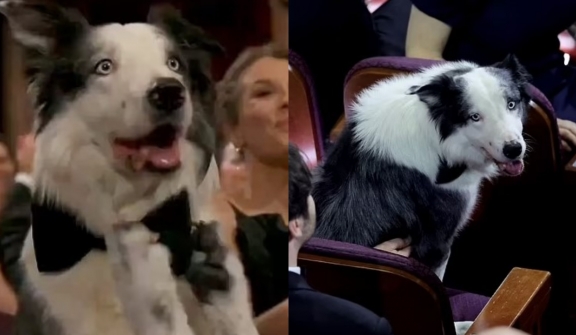 Anatomy of a Fall Dog Messi has gone viral after 'clapping' for  Robert Downey Jr. 