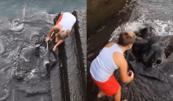 Little boy left people stunned after being close friend with a 'giant marine creature'