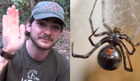 Man intentionally gets bitten by black widow spiders to experience real pain caused by the insect