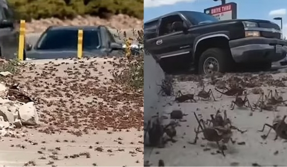 US town was sunk into panic after the invasion of millions of 'cannibal' Mormon Crickets 