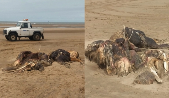 Bizarre 15ft long sea beast mysteriously washes up on the beach 
