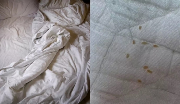 Woman baffled after discovering what ‘sesame seed size things’ appeared on her bed actually are