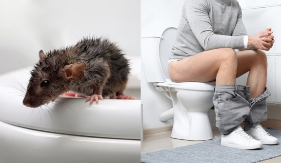 Man rushed to hospital after being bitten and infected by rat in toilet 