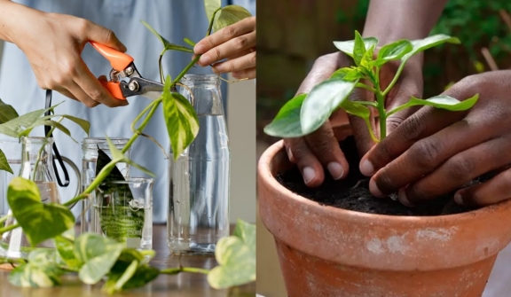 People are just learning plants 'scream' when you cut them