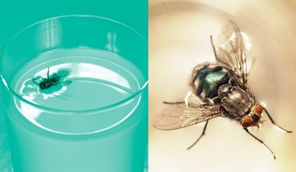 Can we consume a beverage if a fly accidentally lands in it?