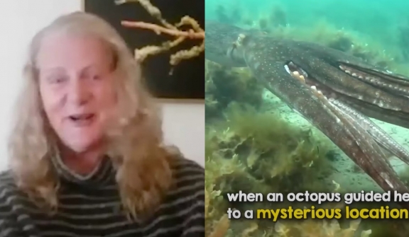 Diver stunned as octopus grabs her hand to lead her to hidden treasure