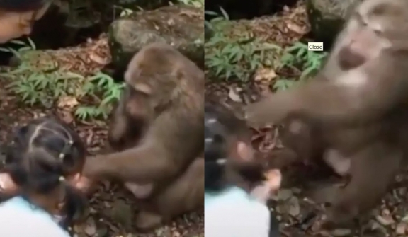 Little girl being punched in face by an angry monkey after taunting him with food