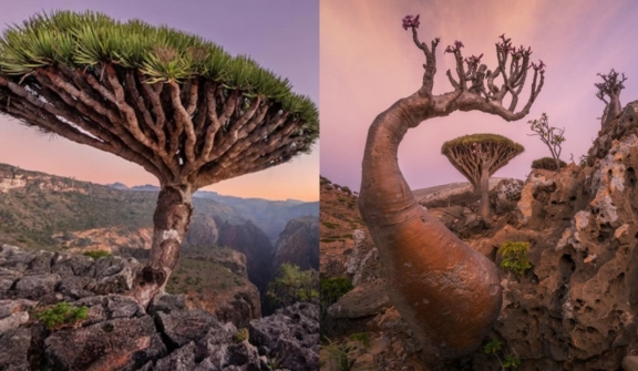 'Most alien-looking place' features peculiar plants and animals found nowhere else on Earth