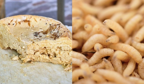 Maggot-covered cheese regarded as a 'delicacy' even when dubbed world’s ‘most dangerous’ 