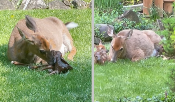 A deer's extraordinary journey of triplets unveiled in an Gabe Spiegel's backyard