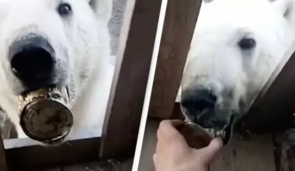 Polar Bear pleads for help from humans in a remarkable video