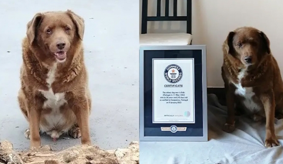 Meat Bobi, the dog who broke the world record as the longest-living dog in history